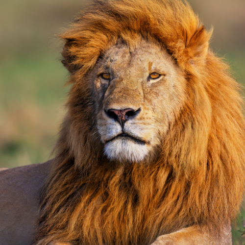 Empreender sem Medo da Receita Federal